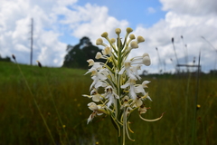 Platanthera blephariglottis conspicua