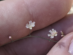 Eriogonum apiculatum