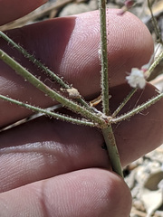Eriogonum apiculatum