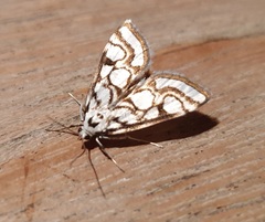 Nymphula nitidulata