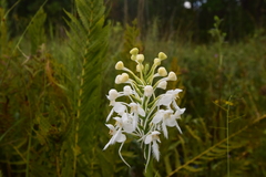 Platanthera blephariglottis conspicua