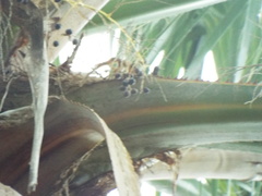 Washingtonia filifera