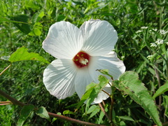 Hibiscus laevis