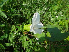 Hibiscus laevis