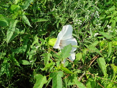 Hibiscus laevis