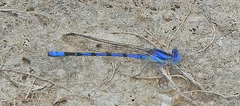 Argia nahuana