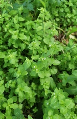 Stellaria media