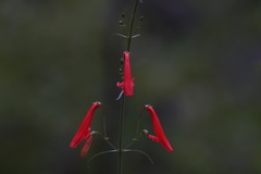 Penstemon barbatus torreyi