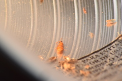 Brachypsectra fulva