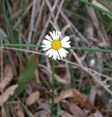 Allittia cardiocarpa