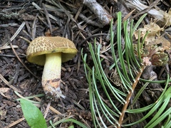 Xerocomellus diffractus