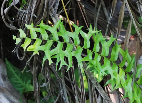 Nephrolepis falcata