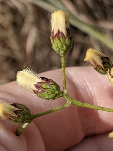 Image of Vernonia texana by (c) Alison Northup, some rights reserved (CC BY)