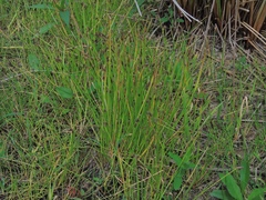 Eleocharis engelmannii
