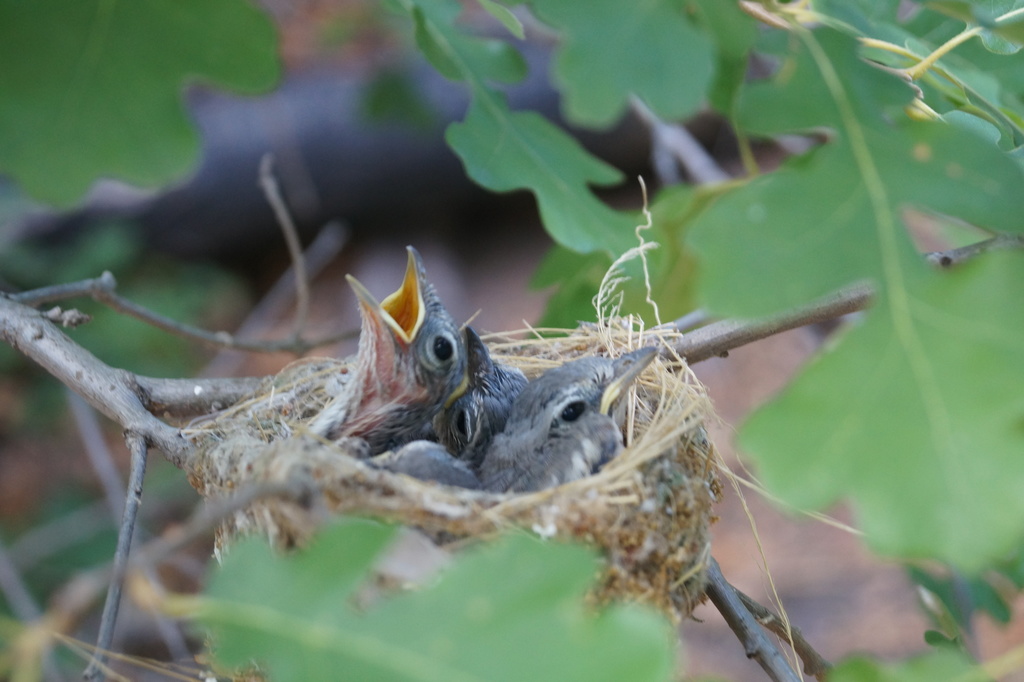 Plumbeous Vireo from Sandoval County, NM, USA on June 27, 2017 at 06:22 ...