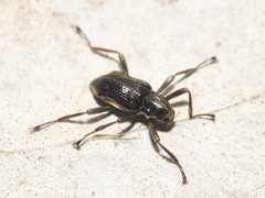 Macronychus glabratus