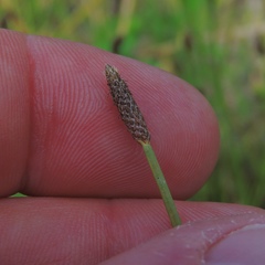 Eleocharis engelmannii