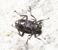 Macronychus glabratus