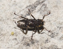 Macronychus glabratus