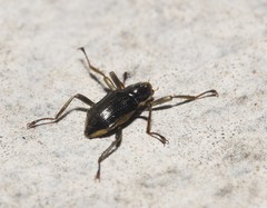 Macronychus glabratus