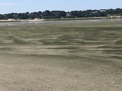 Charadrius semipalmatus