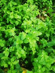 Stellaria media