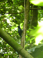 Melanerpes herminieri