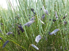 Cytisus cantabricus