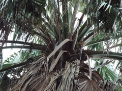 Washingtonia filifera