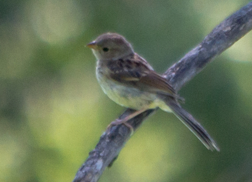 photo of Field Sparrow (Spizella pusilla)