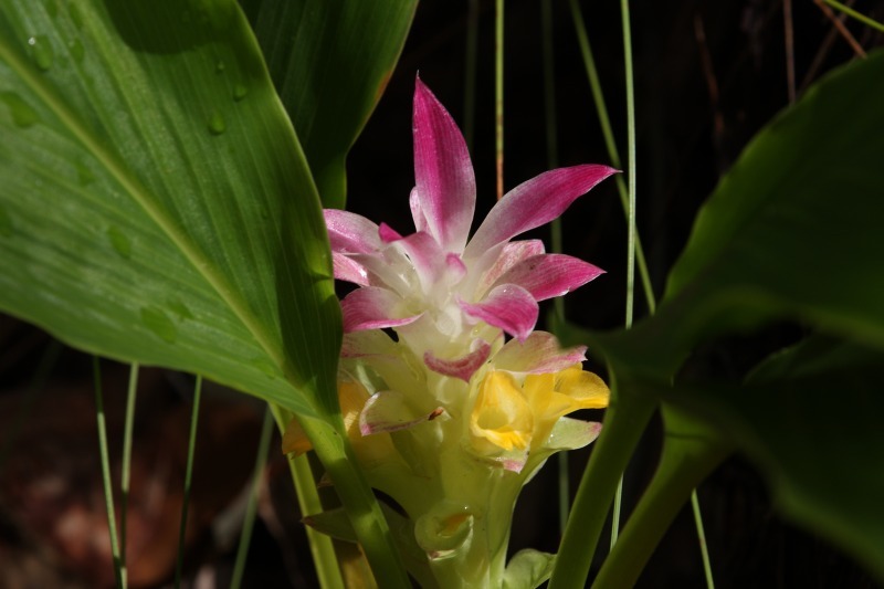 Curcuma