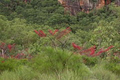 Grevillea dryandri