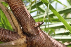 Cethosia penthesilea