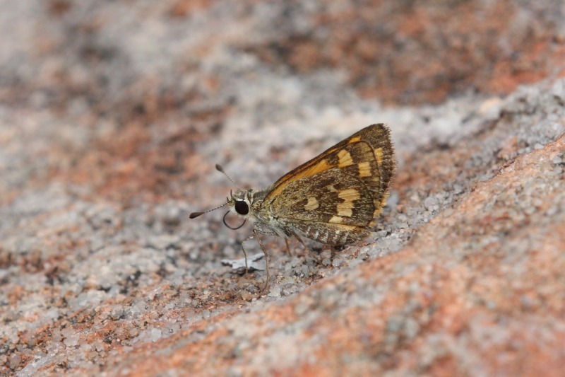 Northern Grass-dart