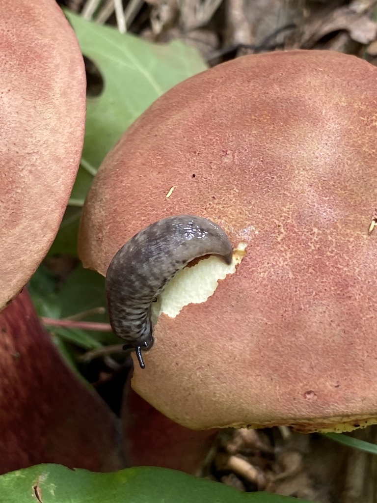 variable mantleslug