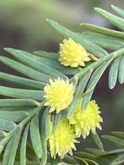 Taxodiomyia