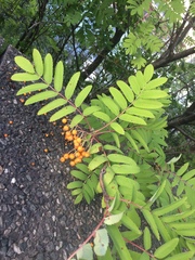 Sorbus aucuparia