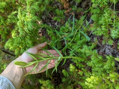 Lilium philadelphicum
