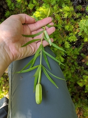Lilium philadelphicum