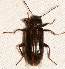 Strongylium terminatum
