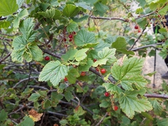 Ribes petraeum