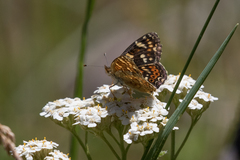 Phyciodes pulchella