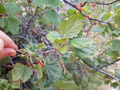 Ribes petraeum