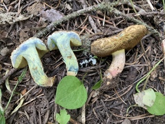 Xerocomellus diffractus