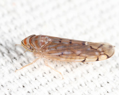 Osbornellus auronitens