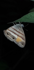 Cissia