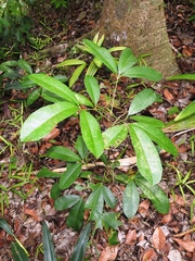 Forchhammeria trifoliata