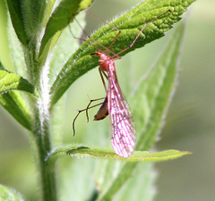 Bittacidae