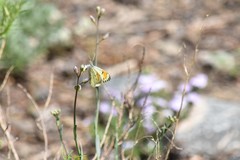 Anthocharis julia stella