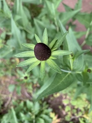Rudbeckia occidentalis